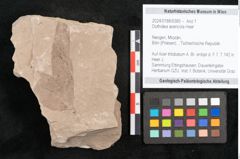 Foto (Objekt + Etikett) von Dothidea acericola Heer (NHMW-GEO-2024-0188-6385)